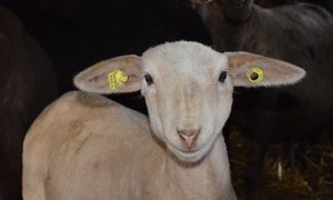 Neu sind für Schafe und Ziegen zwei Ohrmarken Pflicht, wobei bei den Schafen eine Ohrmarke einen Mikrochip haben muss. (Bild dj)