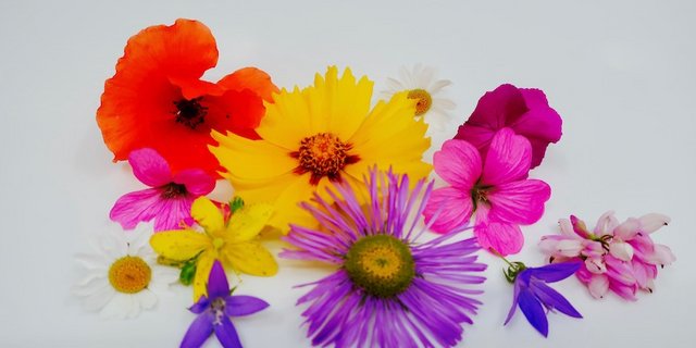 Aus Blütenblättern in möglichst vielen Farben und Formen kann man schönen Sommerschmuck basteln. (Bilder et/hja)