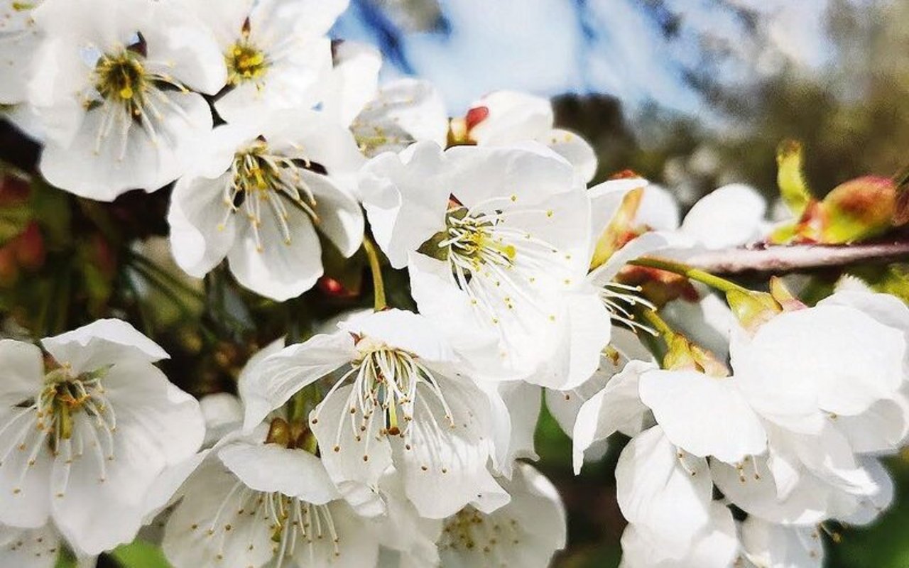 Momentan blühen die verschiedenen Obstbäume in der Garten-parzelle des Praktikumsbetriebs in voller Pracht.