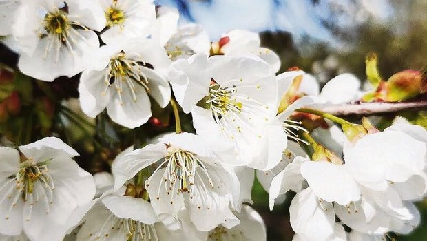 Momentan blühen die verschiedenen Obstbäume in der Garten-parzelle des Praktikumsbetriebs in voller Pracht.