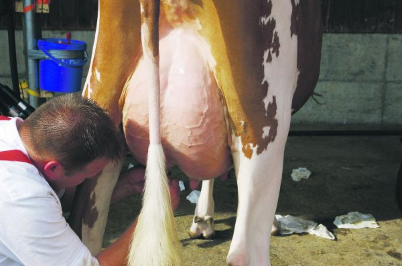 Das Verschliessen der Zitzen soll verboten werden, ist Nationalrätin Irène Kälin sicher. Auch jenes mit Kollodium. (Bild Archiv)