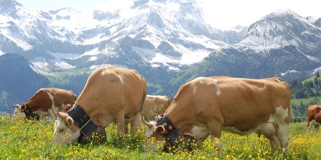Auf Wiesen, die von Kühen intensiv beweidet werden, gibt es eine grosse Insektenvielfalt. (Bild pf)