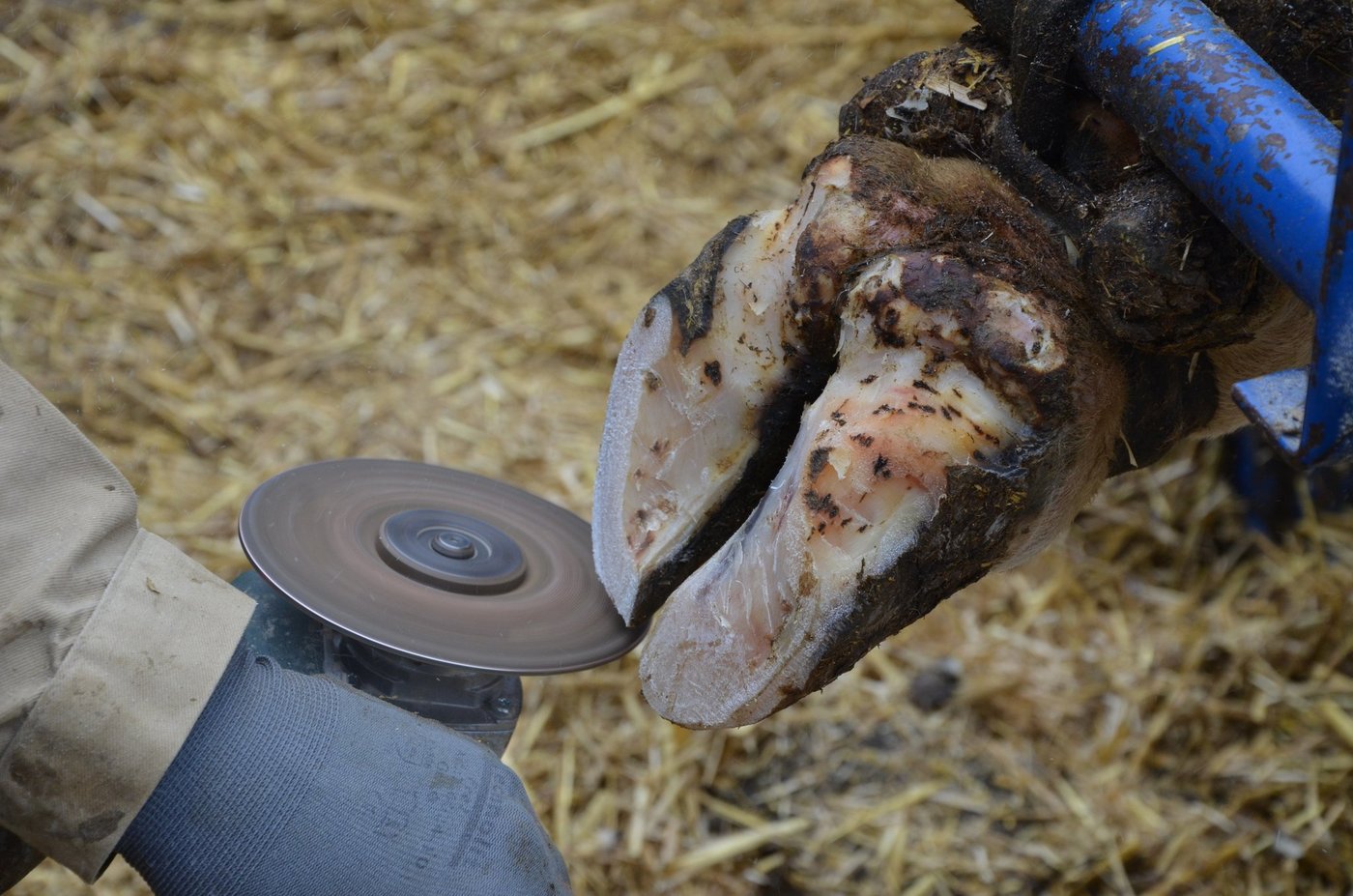 Vor der Weidesaison sollte eine funktionelle Klauenpflege durchgeführt werden. (Bild Aline Küenzi)