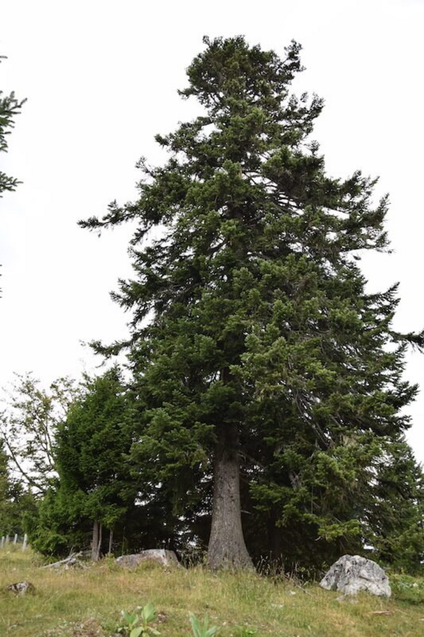 Unter diesem Baum lag die Herde, als der Blitz einschlug.