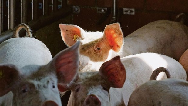 Hoffnungsschimmer dank Notmassnahmen am Schweinemarkt: Mit Export und Einlagerung wird seit dieser Woche entlastet.