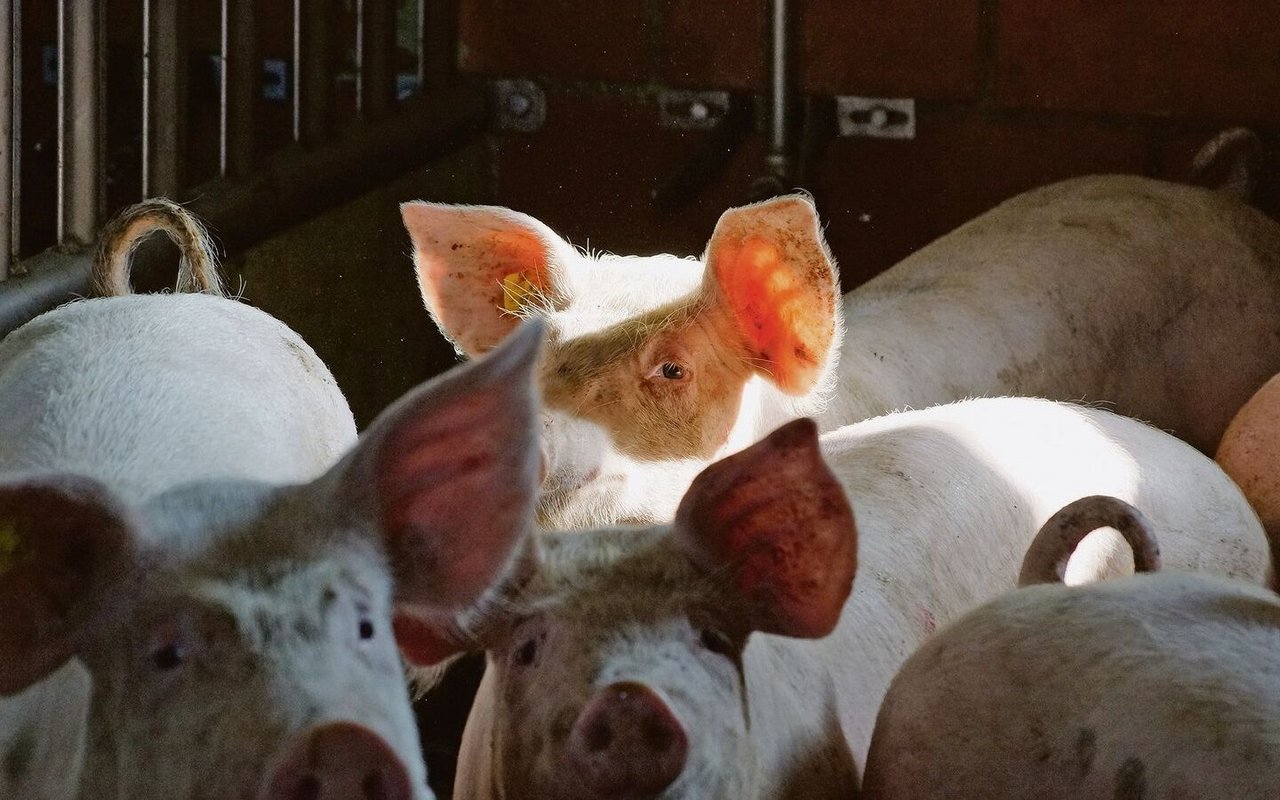 Hoffnungsschimmer dank Notmassnahmen am Schweinemarkt: Mit Export und Einlagerung wird seit dieser Woche entlastet.