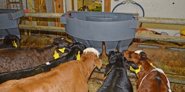 Wird Milch ad libitum angeboten, trinken Kälber in den ersten paar Wochen zehn bis zwölf Liter Milch pro Tag. (Bild BauZ)