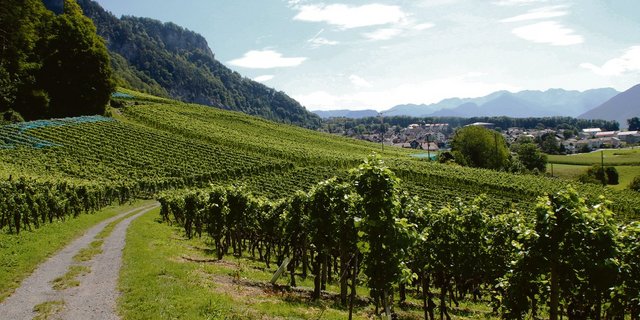 Nur jede dritte Flasche kommt von heimischen Rebbergen: Die Schweizer Produzenten (hier ein Bild aus der Bündner Herrschaft) sind einem harten Konkurrenzkampf mit dem Ausland ausgesetzt.(Bild RoMü)