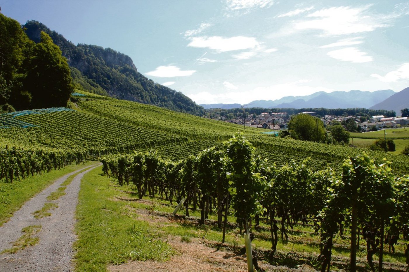 Nur jede dritte Flasche kommt von heimischen Rebbergen: Die Schweizer Produzenten (hier ein Bild aus der Bündner Herrschaft) sind einem harten Konkurrenzkampf mit dem Ausland ausgesetzt.(Bild RoMü)