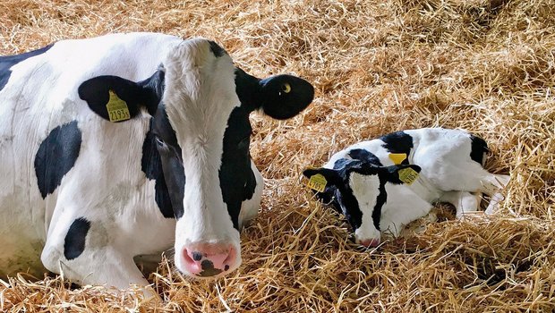 Die ersten 7 bis 10 Tage nach der Geburt verbringen Mutter und Kalb zusammen in der Abkalbebucht. Zwei Mal am Tag führt die Landwirtin die Kuh zum Melken am Melkroboter. (Bild Brigitte Kägi)
