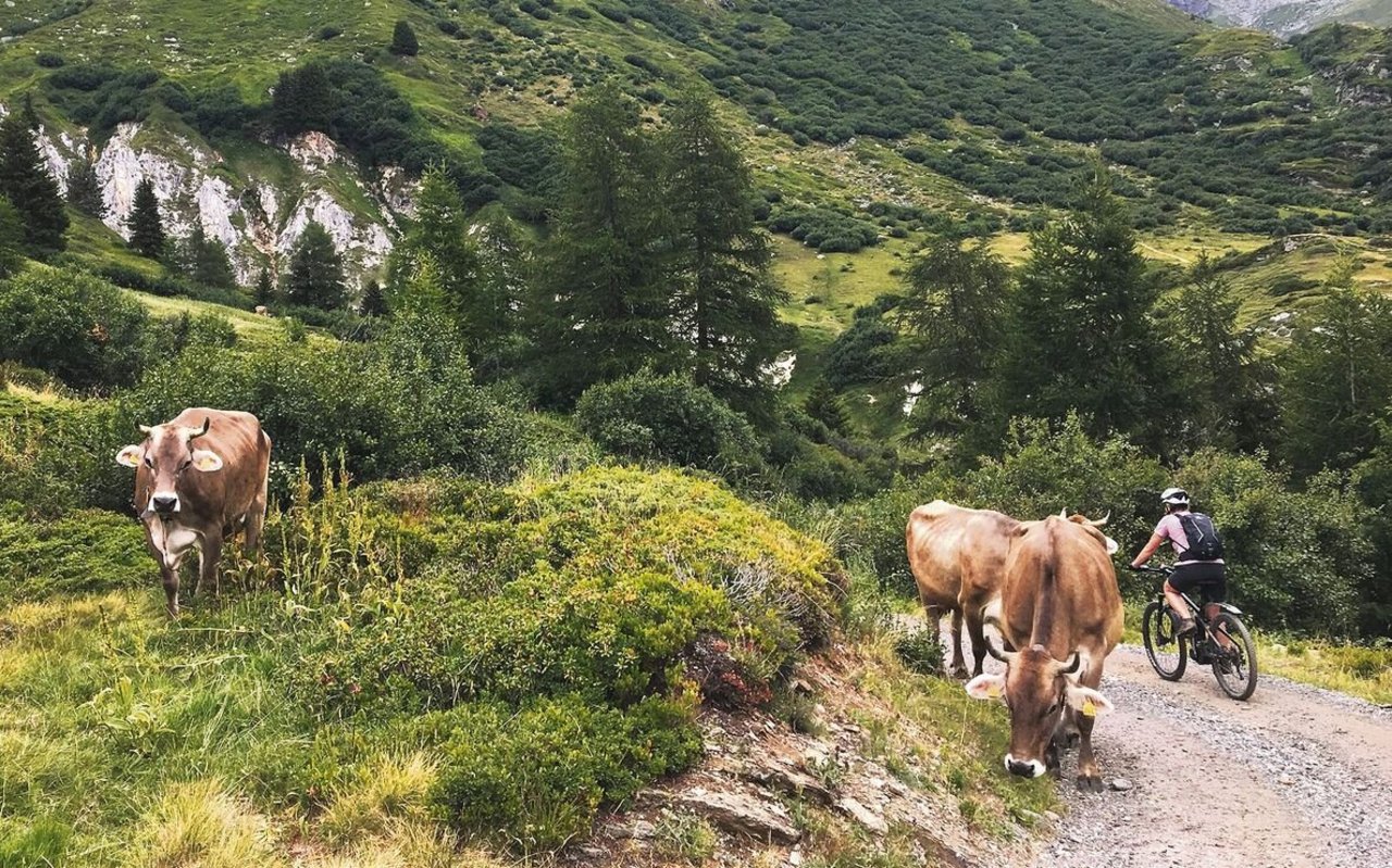 Beliebtes Mountainbiken, auch auf Alpwegen. Dafür müssten aber Haftungsfragen geklärt werden, verlangt die Schwyzer Bauernvereinigung. 