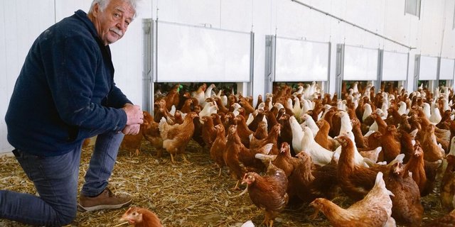 Walter Federspiel bei den Junghennen im Wintergarten.