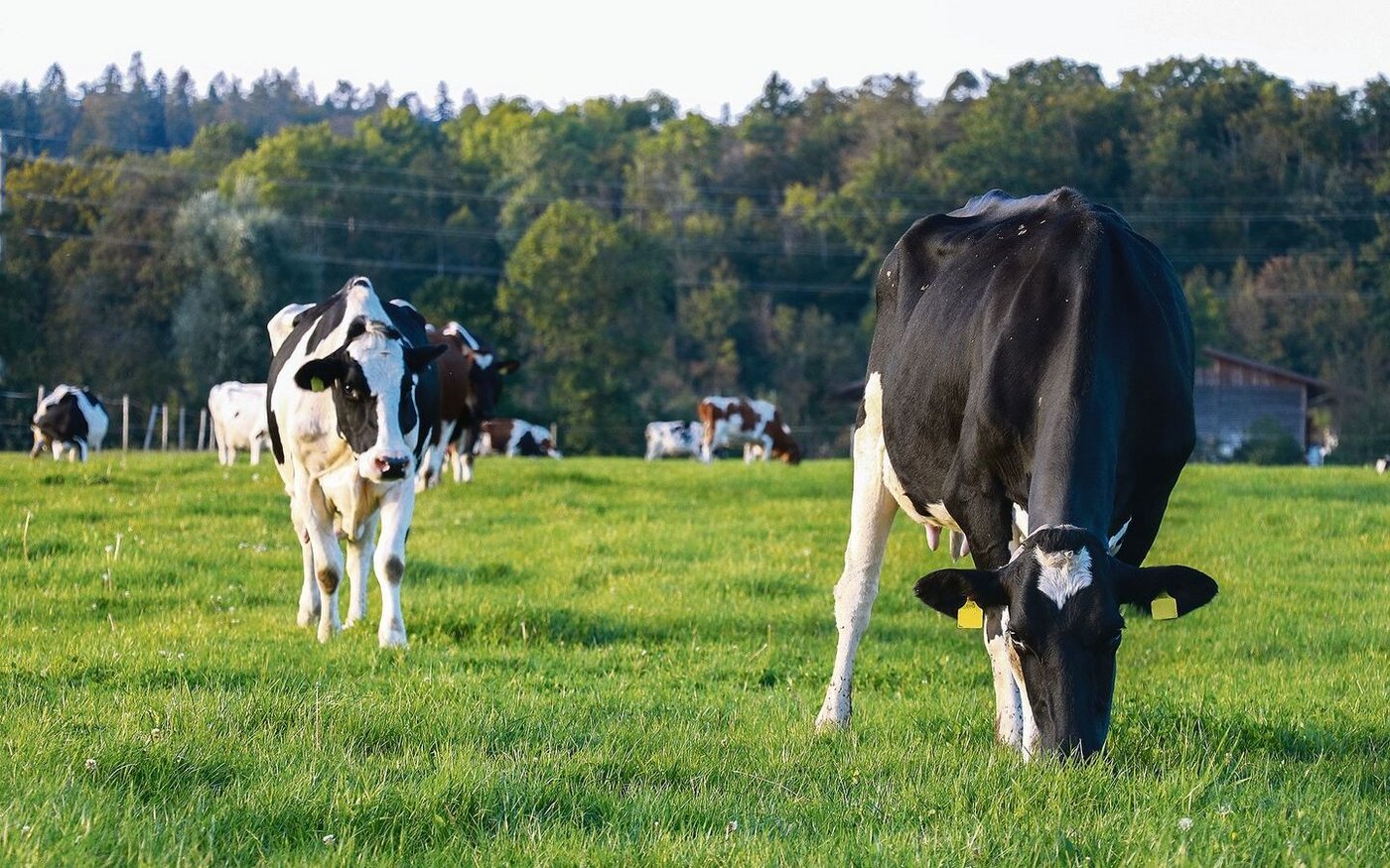 Grünfutter im Herbst entwickelt meist wesentlich mehr Stickstoff als Energie und beeinflusst den Harnstoffgehalt der Milchviehherde.