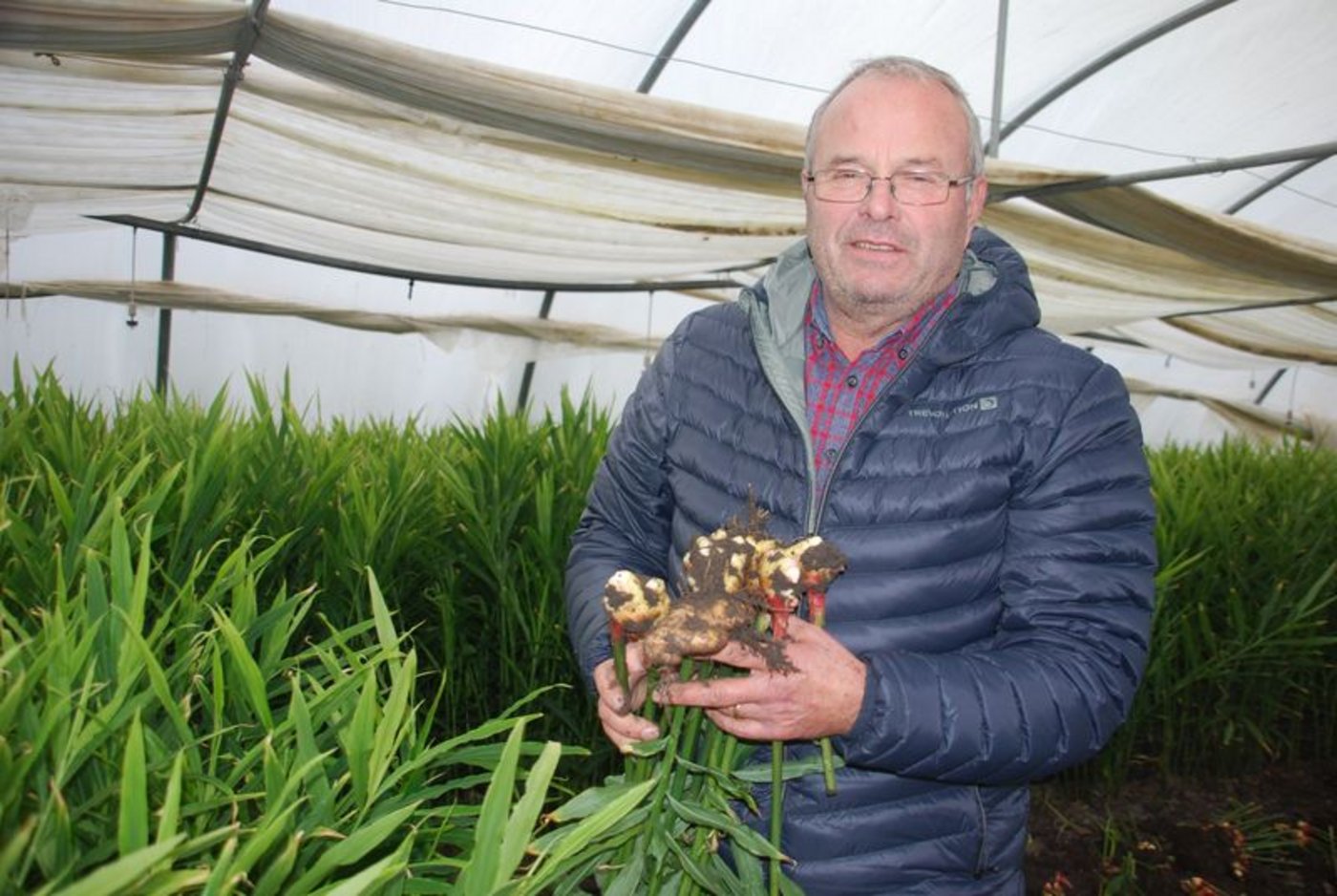 Stephan Müller kann dieses Jahr rund 17 Tonnen Ingwer ernten. (Bild rb