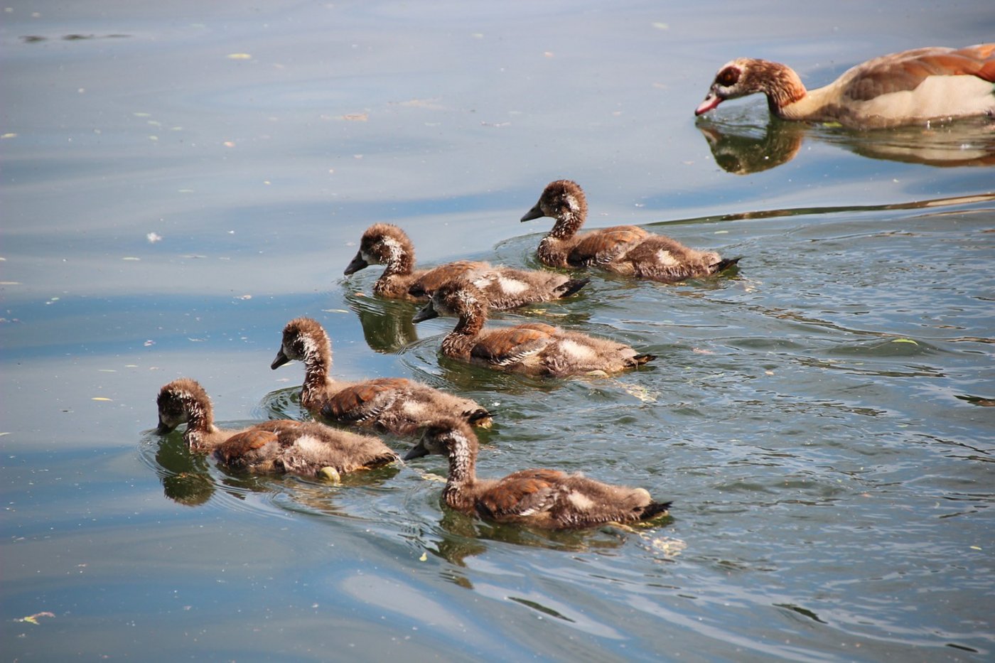 Die Nilgans stellt als Einwanderer und Verdränger einheimischer Wasservögel im Kanton Luzern ein Problem dar. (Symbolbild freegreatpicture.com) 