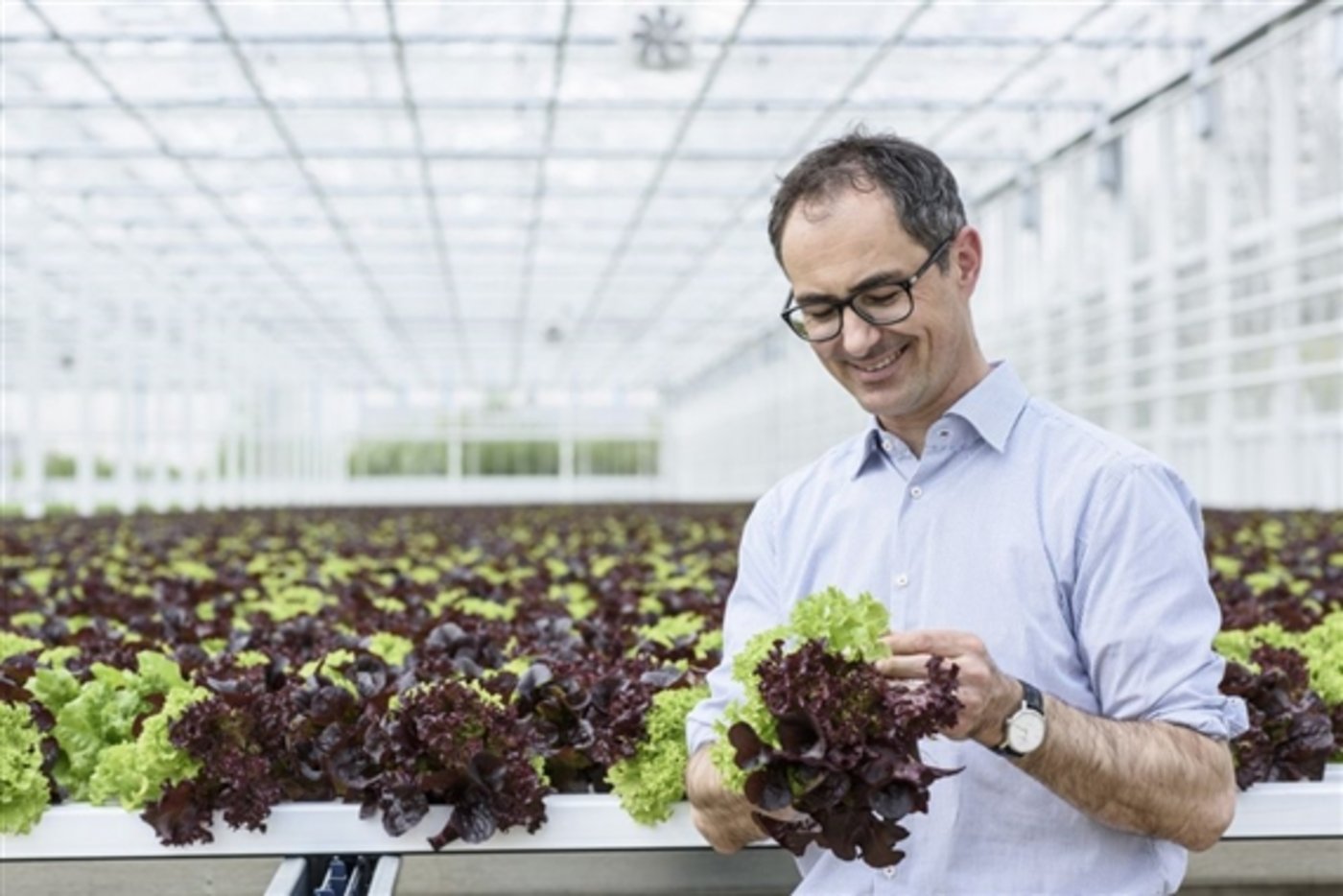 Der erste Hydrosalat aus dem Gewächshaus in Oftringen AG wird seit Dienstag in Migros-Filialen verkauft. (Bild Migros)