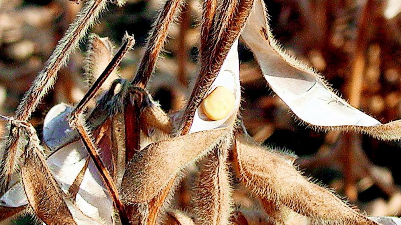 Das Projekt Donau-Soja fördert den Soja-Anbau entlang der Donau. Der Verein wurde 2012 gegründet. (Bild: BauZ)