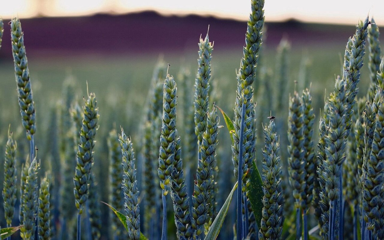 Beizungsversuche mit Weizensaatgut sind dieses Jahr Teil der «Innovationsplattform Pflanzenbau», hier in Bünzen.