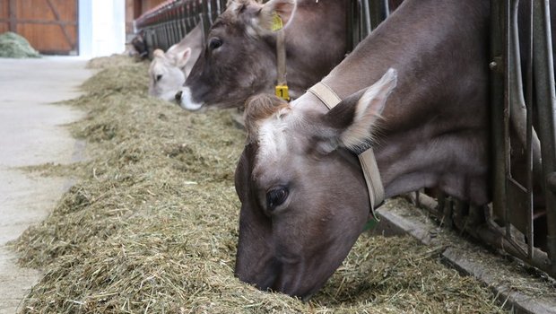 92% des Futters für die Schweizer Milchkühe stammt aus dem Inland, so die SMP. (Bild Ruth Aerni)