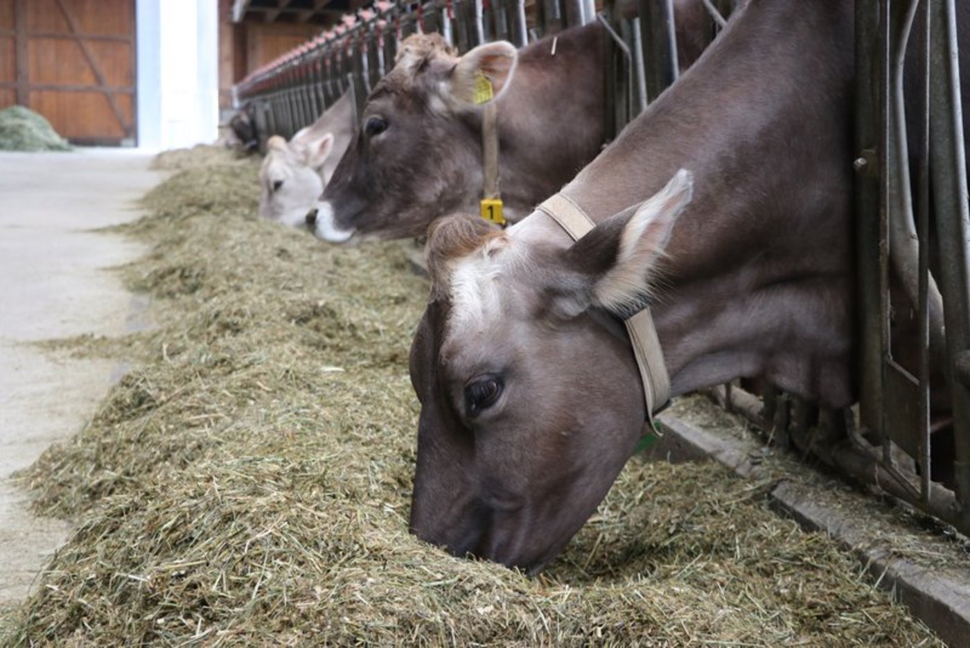 92% des Futters für die Schweizer Milchkühe stammt aus dem Inland, so die SMP. (Bild Ruth Aerni)