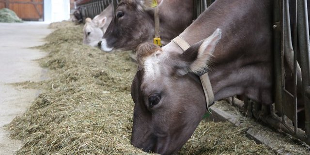 92% des Futters für die Schweizer Milchkühe stammt aus dem Inland, so die SMP. (Bild Ruth Aerni)