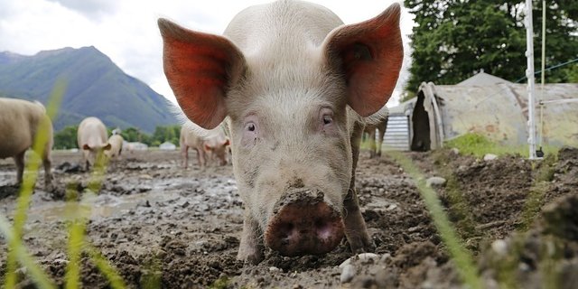 Seit den 80ern sind die Schweinepreise im Sinken begriffen. (Bild Pixabay)