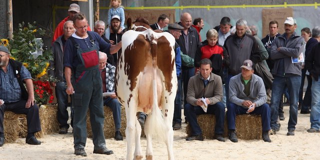 Beständeschauen stossen auf grosses Interesse.  Auch in den Kreisen der Experten sind sie beliebt. (Symbolbild aw)