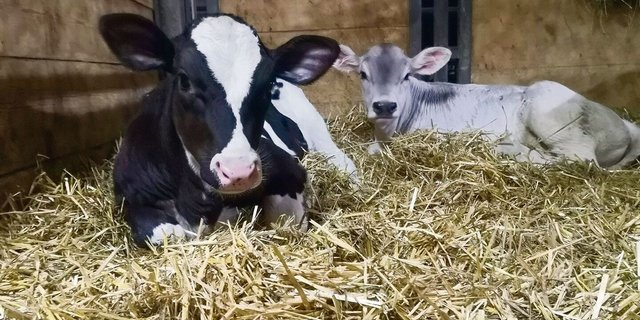 Manchmal braucht es mehrere Besamungsversuche, bis eine Kuh trächtig wird und ein Kalb zur Welt bringt.