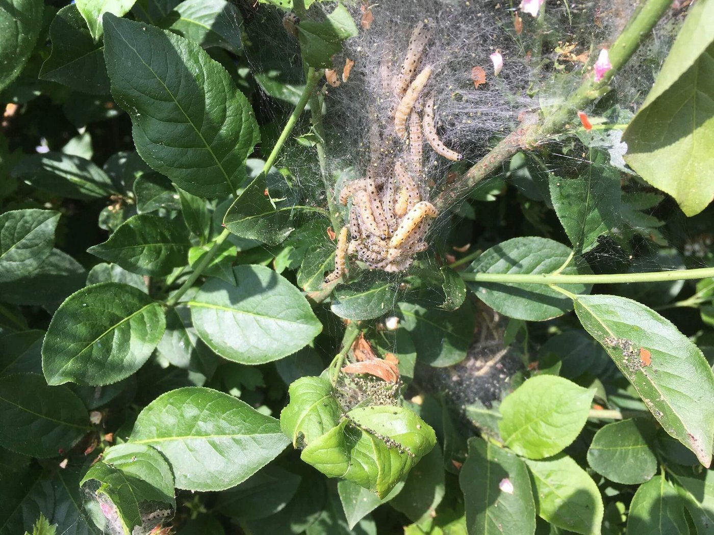 Das Gespinst weben die Raupen zum Schutz vor Fressfeinden. 