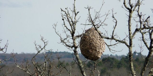 Ein Nest der Vespa velutina im Südwesten Frankreichs. (P.Igor/CC BY-SA 3.0)