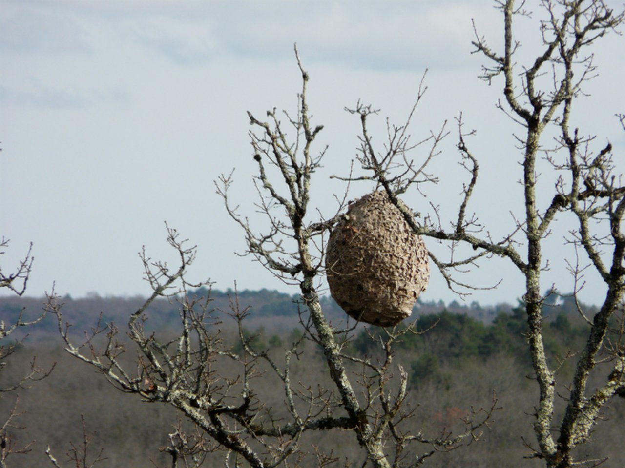 Ein Nest der Vespa velutina im Südwesten Frankreichs. (P.Igor/CC BY-SA 3.0)
