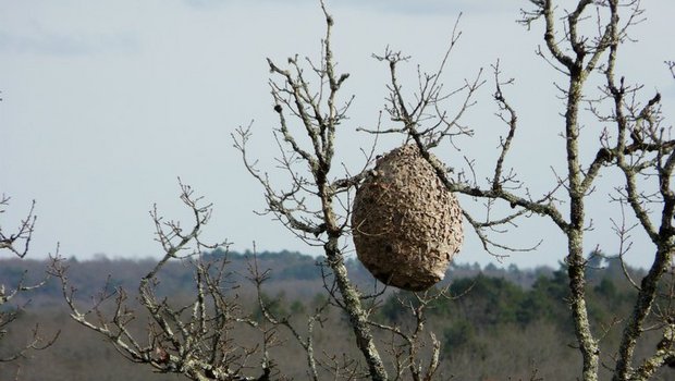 Ein Nest der Vespa velutina im Südwesten Frankreichs. (P.Igor/CC BY-SA 3.0)