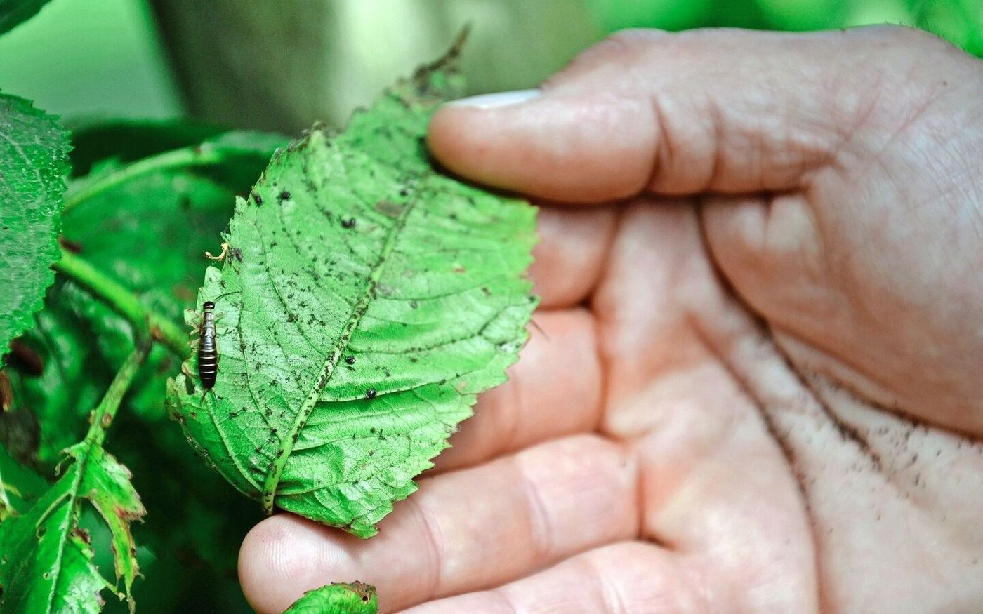 Die Läuse waren da, aber der Befall ist – quasi von selbst – durch andere Bewohner der Obstanlage vor Schäden gestoppt worden.