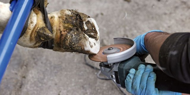 Eine Rinderklaue ist hochgebunden und eine Hand ist zu sehen, die mit der Seitenfräse die Klaue schneidet.