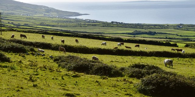 Irland ist bekannt für seine immergrünen Weiden, die 85% der landwirtschaftlichen Flächen ausmachen. (Bild Katrin Erfurt)