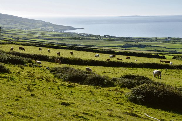 Irland ist bekannt für seine immergrünen Weiden, die 85% der landwirtschaftlichen Flächen ausmachen. (Bild Katrin Erfurt)