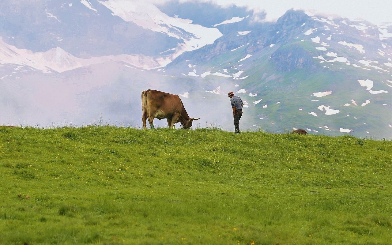 Die Alpwirtschaft ist für viele Urner Bauernbetriebe existenziell. Für den Urner Bauernverband ist die Grossraubtierproblematik aktuell die grösste Herausforderung. 