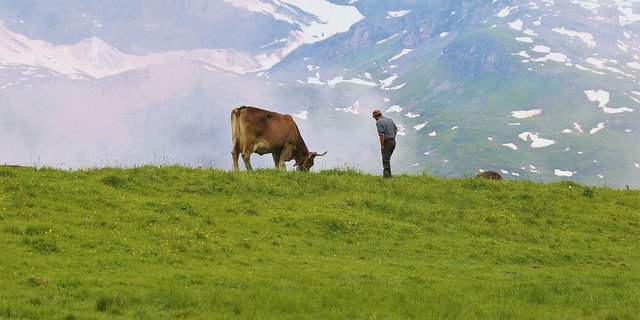 Die Alpwirtschaft ist für viele Urner Bauernbetriebe existenziell. Für den Urner Bauernverband ist die Grossraubtierproblematik aktuell die grösste Herausforderung.  