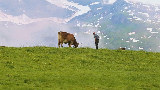 Die Alpwirtschaft ist für viele Urner Bauernbetriebe existenziell. Für den Urner Bauernverband ist die Grossraubtierproblematik aktuell die grösste Herausforderung. 