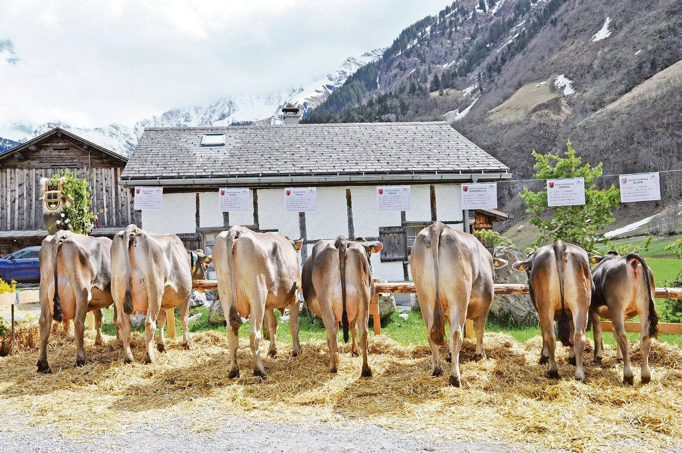 Pirola und ihre sechs weiblichen Nachkommen wurden mit 84 Punkten bewertet.