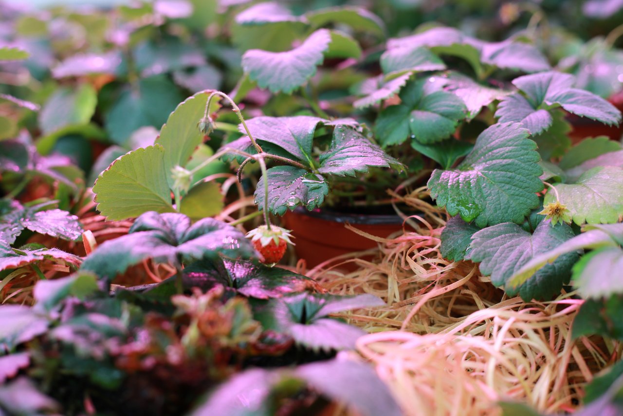 An Erdbeerpflanzen im Gewächshaus werden die Produkte getestet. Drinnen herrscht violettes Licht, das das Wachstum der Pflanzen begünstigen soll.