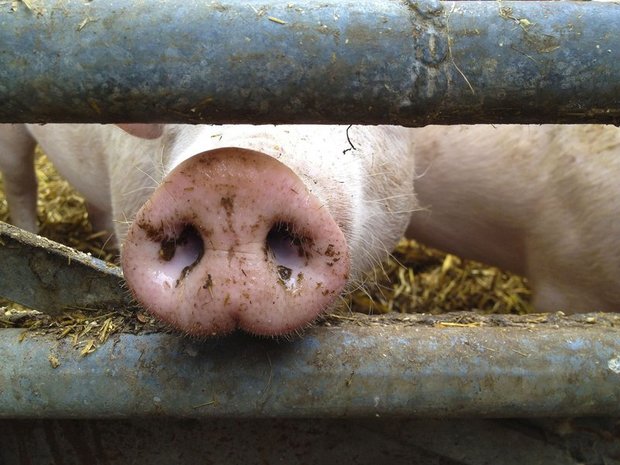 Coop senkt die Labelfleisch-Menge bei Coop-Naturafarm-Schweinen um 30 Prozent. Grund dafür sei die rückläufige Nachfrage. (Bild Fotolia)