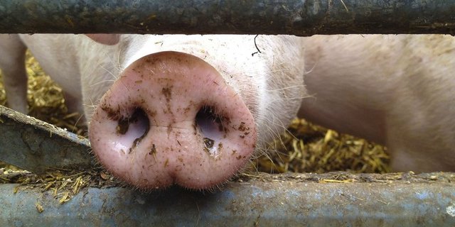 Coop senkt die Labelfleisch-Menge bei Coop-Naturafarm-Schweinen um 30 Prozent. Grund dafür sei die rückläufige Nachfrage. (Bild Fotolia)