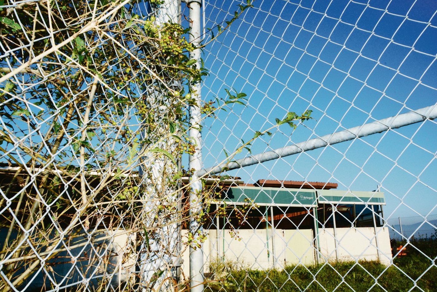 Schweine in Ausläufen sollten keinen Kontakt zu Wildschweinen haben. Dies lässt sich in den meisten Fällen nur mit einem professionellen Zaun sicherstellen.(Bild Armin Emmenegger)
