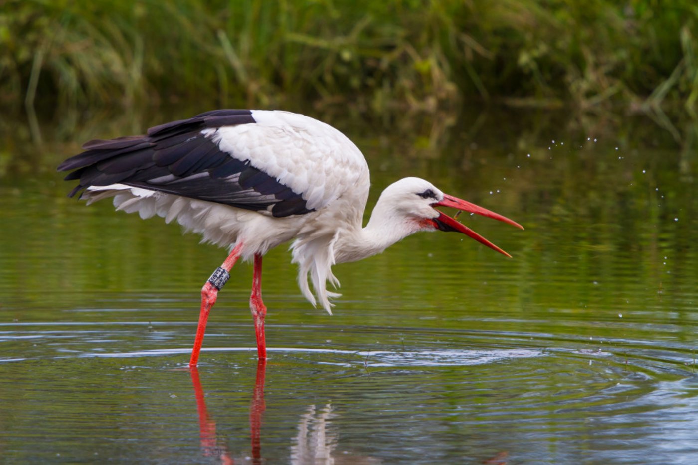 Viele Weissstörche tragen einen gut sichtbaren Ring. Wenn die vollständige Ringnummer ablesbar ist, sollte diese unbedingt mit Ort und Datum der Vogelwarte Sempach mitgeteilt werden. (Bild Vogelwarte © Stefan Gerth)