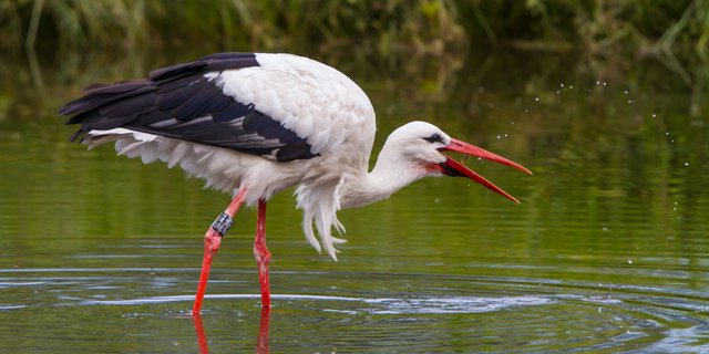 Viele Weissstörche tragen einen gut sichtbaren Ring. Wenn die vollständige Ringnummer ablesbar ist, sollte diese unbedingt mit Ort und Datum der Vogelwarte Sempach mitgeteilt werden. (Bild Vogelwarte © Stefan Gerth)
