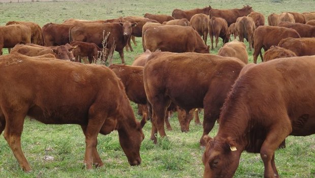 Argentinien will seinen Rinder-Bestand aufstocken. (Bild mr)
