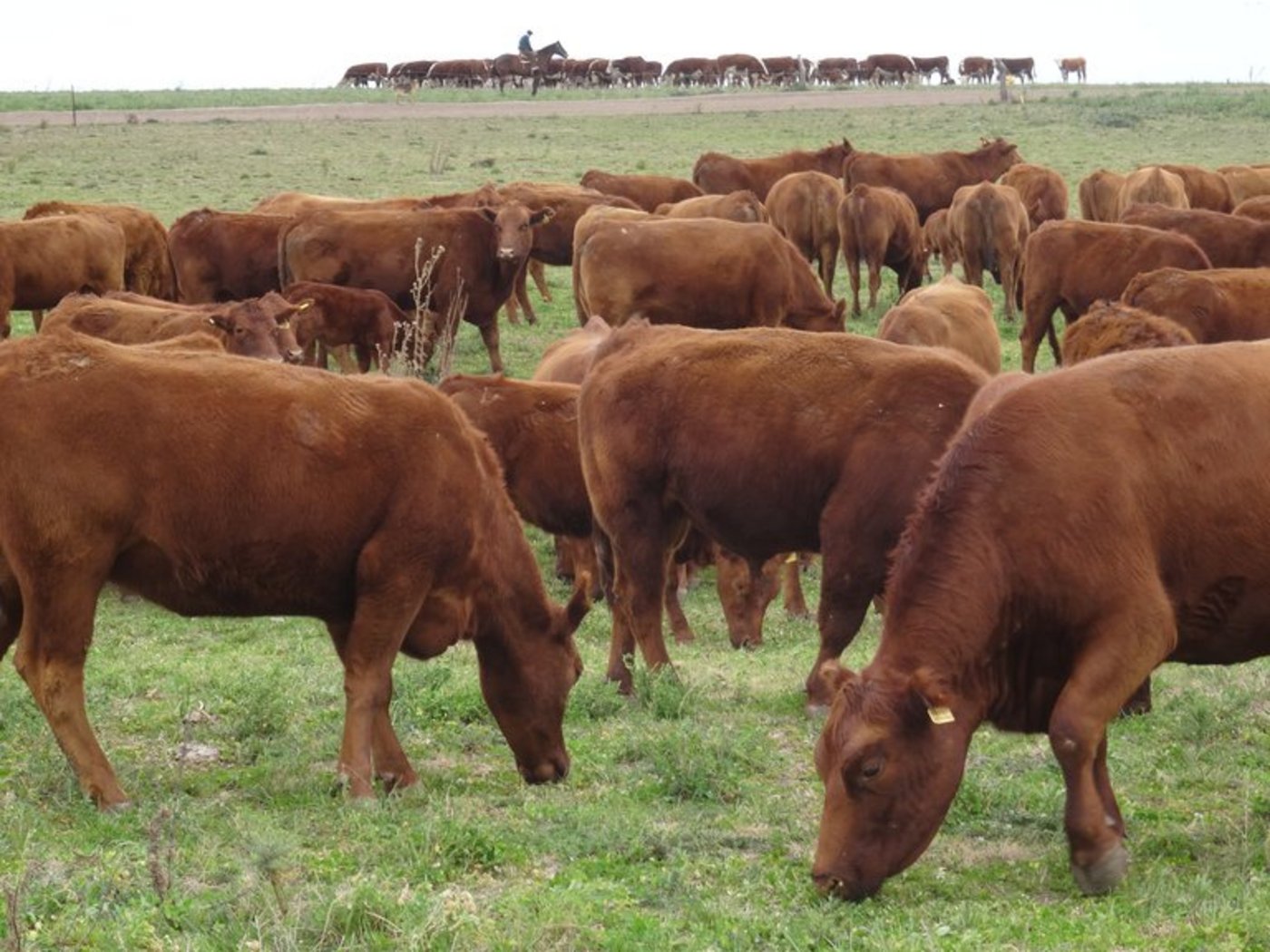 Argentinien will seinen Rinder-Bestand aufstocken. (Bild mr)