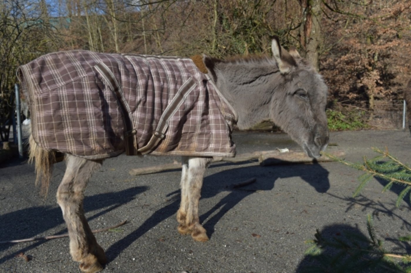 Zwergesel Aschi war bei der Berner Bevölkerung sehr beliebt. (Bild Tierpark-Bern.ch)