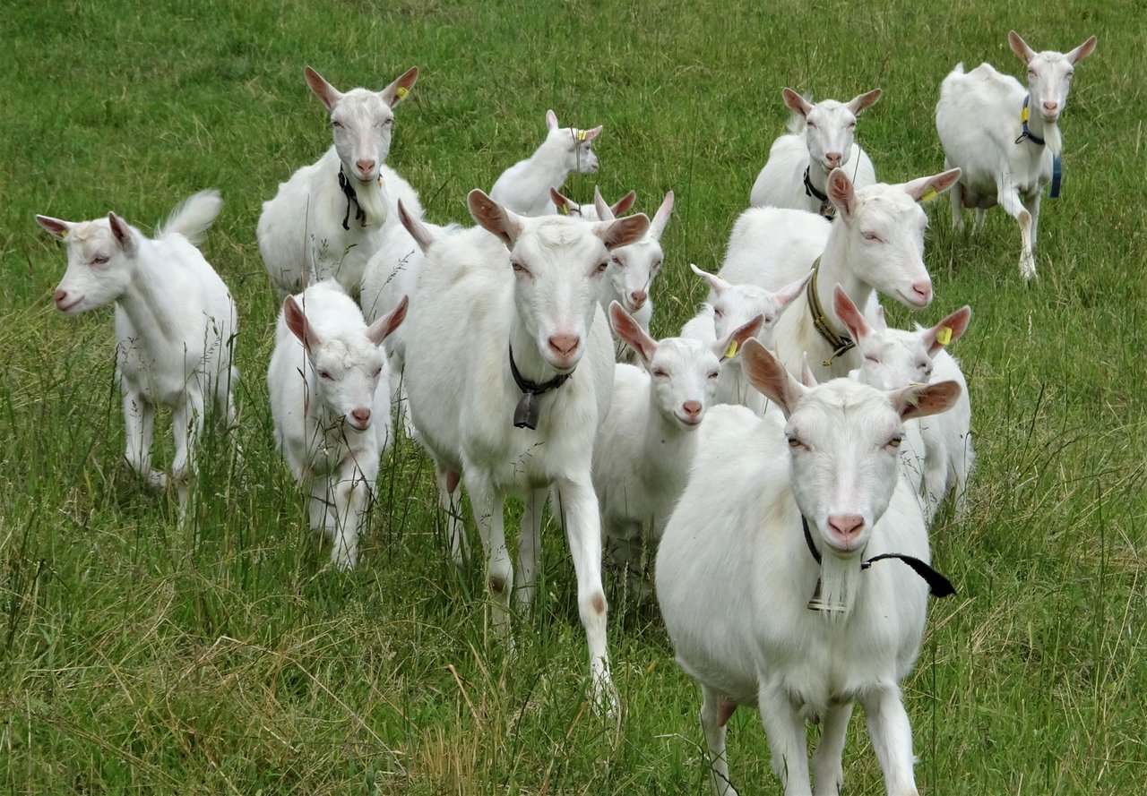 Seit 1.1.2020 sind auch Schafe und Ziegen in der Tierverkehrsdatenbank aufzuführen. (Bild mr)